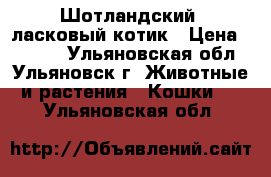 Шотландский  ласковый котик › Цена ­ 5 000 - Ульяновская обл., Ульяновск г. Животные и растения » Кошки   . Ульяновская обл.